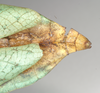 CollectionObject 1561205; NHMUK(SF IMPORT DUPLICATE) 845230, a6e7094f-b687-4215-8c9d-6d75aae081d8: copyright Natural History Museum, London. female: end of abdomen, dorsal view (holotype). (CollectionObject).