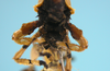 CollectionObject 1542954; DEES MZLQ-I0027'', 8319433e-ad07-477e-8638-cd84460fbc04: male, forelegs lateral view (paratype). (CollectionObject).