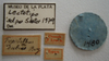 CollectionObject 1595307; 1991c415-3d93-411e-a2b1-f4cca412581c: Tropistethus dubius. Lectotype Labels. (MLP) - (CC BY-NC 4.0) - Photo by Eugenia Minghetti, reproduced with permission from the Museo de La Plata, La Plata, Argentina. (CollectionObject).