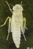 Habitus, lateral view on Edwardsiana crataegi (Douglas, 1876): Nymph (N5). (Observation).