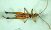 CollectionObject 1502568; a8833749-938d-4776-94b4-6a2135c4c494: male, ventral view (paratype). (CollectionObject).