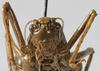 CollectionObject 1539728; 56e64632-c5f4-4c88-93bb-c5f4d175d32c: male face (holotype). (CollectionObject).