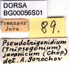CollectionObject 1575838; 6a67d778-f213-474f-8876-dd8217b6007e: labels. (CollectionObject).