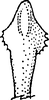 Aedeagus, ventral view: Aedeagus apex. (Observation).