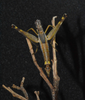 Temnomastax tigris (Burr, 1899): female in captivity (collected on Morro do Azeite, Pantanal, Mato Grosso do Sul, Brazil). (Otu).