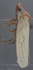 Habitus, lateral view on Diestostemma stesilea Distant, 1908: Lateral. (Observation).