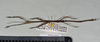 Staelonchodes harmani (Bragg & Chan, 1993): copyright Natural History Museum, London. female, lateral view (paratype). (Otu).