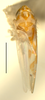 Habitus, dorsal view: Habitus (holotype of E. reiteri Hepner, INHS collection). (Observation).