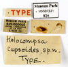 CollectionObject 1587503; MNHN(SF IMPORT DUPLICATE) MNHN-EP-EP826, 3bc76220-019d-4f45-9eef-8a7bdb452f04: CC BY-NC-ND 4.0/MNHN - Depraetere Marion - 2014. Syntype, male, of capsoides Shelford, 1911. Specimen number: MNHN-EP-EP826. http://coldb.mnhn.fr/catalognumber/mnhn/ep/ep826. (CollectionObject).