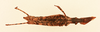 CollectionObject 2071188; f8f91e8d-75b5-4762-8ac8-31f3df0e1949, NHMUK015105081: female, dorsal view (paralectotype). (CollectionObject).