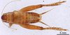 CollectionObject 1522770; c2b696b4-d68e-4385-8ea0-cee8dd5df7ae: Male, dorsal view (holotype). (CollectionObject).
