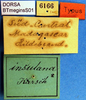 CollectionObject 1500714; 8e224ad7-26df-410c-ad88-0484a6231b55: labels (holotype). (CollectionObject).