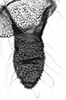 Aedeagus, ventral view.: Cauda (CA) of A. spiraecola. (Observation).