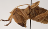 CollectionObject 1534691; d2e69594-0070-481d-9ad7-6e7d6a92a85a: male head and pronotum, lateral view (syntype). (CollectionObject).