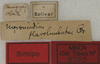 CollectionObject 1535957; cddf7e57-cbd4-435c-8c56-8686c81349e3: labels (syntype). (CollectionObject).