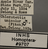 Other: !! display not done !! on Chlorotettix (Chlorotettix) unicolor (Fitch, 1851): Labels. (Observation).