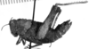 Cumainocloidus cordillerae Bruner, 1913: Image Carbonell, C.S. Female habitus, lateral view (holotype). (Otu).