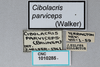 CollectionObject 2870571; CNCI 1010285, 0ff12e66-f830-41ed-a10a-41e0fd5e0f7b: Cibolacris parviceps. (CollectionObject).