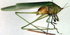 CollectionObject 1501730; 428ba365-fa24-4e12-a078-46b1852afd01: male habitus, lateral view (syntype). (CollectionObject).