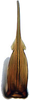 Aedeagus, ventral view on Paradorydiina Evans, 1937: Paradorydium quadrigonum, aedeagus, caudally (INHS). (Observation).