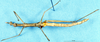 CollectionObject 1506953; 5a079bf3-8aad-4e23-a715-9119809a7386: male, ventral view (syntype). (CollectionObject).