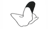 Kyphiacris andeana Carbonell & Descamps, 1978: Fig. 24. male cercus, internal face, lateral view. (Otu).