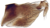 Pygofer, lateral view: Opsius stactogalus, pygofer, laterally (INHS). (Observation).