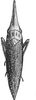 Habitus, dorsal view on Paradorydium (Paradorydium) lanceolatum (Burmeister, 1839): Habitus. (Observation).