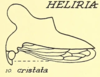 Habitus, lateral view: !! display not done !! on Heliria cristata (Fairmaire, 1846): (Observation).