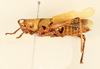 Zonocerus variegatus variegatus (Linnaeus, 1758): female, lateral view (holotype of Gryllus laevis). (Otu).