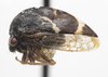 Habitus, lateral view on Cyrtolobus ovatus Van Duzee, 1908: (Observation).