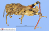 CollectionObject 1513124; MLP4239/1, 9a9eb9f4-060c-4ca9-8186-6da4339a2738: male, lateral view (holotype). (CollectionObject).