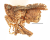 Habitus, lateral view on Danepteryx lurida Melichar, 1906: (Observation).