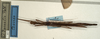 CollectionObject 1557158; NMW 971, ba7f1edc-94e1-462f-a90b-8815c1b07730: copyright NMW, Vienna. female (holotype). (CollectionObject).