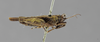 CollectionObject 1523150; c29ba76b-9572-42f8-a9a8-af1b7c7686ea: female, lateral view (holotype). (CollectionObject).