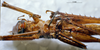CollectionObject 1541568; 9b777490-256d-4127-b2aa-eb0e82e8fe81, MNHN3225816: male ventral view. (CollectionObject).