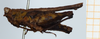 CollectionObject 1506065; 1528f4cf-e287-4ea2-8768-96e44bb276a9: female, lateral view (holotype of Scabrotettix biolleyi). (CollectionObject).