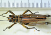 CollectionObject 1498685; 0287831c-a28a-4741-8751-06f8b10e37e2: male, dorsal view. (CollectionObject).
