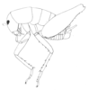 Ceuthophilus (Hemiudeopsylla) genicularis (Saussure & Pictet, 1897): Fig. 361 (after holotype). male, lateral view. (Otu).