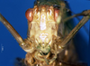 CollectionObject 1505309; b8d7e639-5214-4f6c-8fb0-b2cdf5e2fff9: female frons (holotype). (CollectionObject).