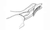 Baeacris bogotensis (Carbonell & Ronderos, 1973): Fig. 24. Aedeagus apex (lateral view). (Otu).