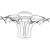 Abdomen, sternal apodemes, ventral view on Cicadula (Cicadula) saturata (Edwards, 1915): Abdomen, sternal apodemes, ventral view (male). (Observation).