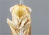 Head on Dilobopterus politus (Schmidt, 1928): Head/Face. (Observation).