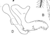 Aedeagus, lateral view on Cyphonia longispina Sakakibara, 1968: (Observation).