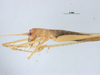 CollectionObject 1576014; 02e6dbe1-1240-40eb-bbac-7d5242d9d7cb: female, lateral view (allotype). Parque Nacional do Pau Brasil, Porto Seguro, Brazil. (CollectionObject).