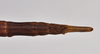 CollectionObject 1558581; 5094e634-967d-4141-83cf-733a7e174ce9: copyright NTUC. female: end of abdomen, dorsal view (syntype). (CollectionObject).;CollectionObject 1558582; 20db8149-d18d-4462-8167-11f604b61075: copyright NTUC. female: end of abdomen, dorsal view (syntype). (CollectionObject).