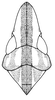 Head on Krocolidia rufilinea Dietrich, 2003: Male holotype [BMNH]: head, pronotum, mesonotum, dorsal view. (Observation).