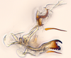 Aedeagus, lateral view: (Observation).