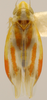 Habitus, dorsal view on Erythridula praecisa (Knull, 1946): Habitus (holotype, OSU collection). (Observation).