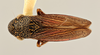 Habitus, dorsal view: (Observation).